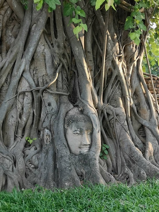 木の根に取りこまれた仏頭のある「ワットマハタート」